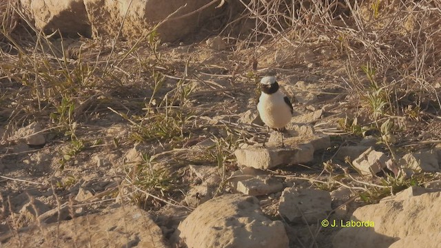 Western Black-eared Wheatear - ML510863081