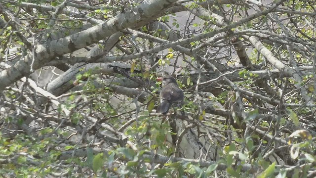 Red-billed Buffalo-Weaver - ML510863101