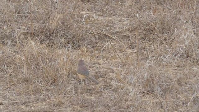 Rosy-patched Bushshrike - ML510863171