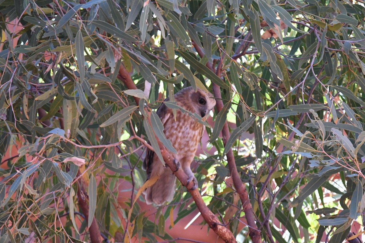 Австралийская иглоногая сова - ML510863191