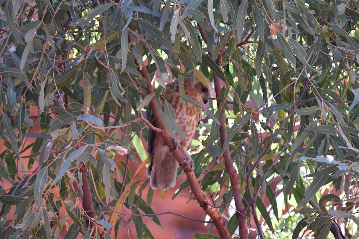 Ninoxe d'Australie - ML510863201