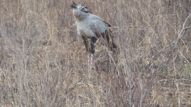 Secretarybird - ML510863221