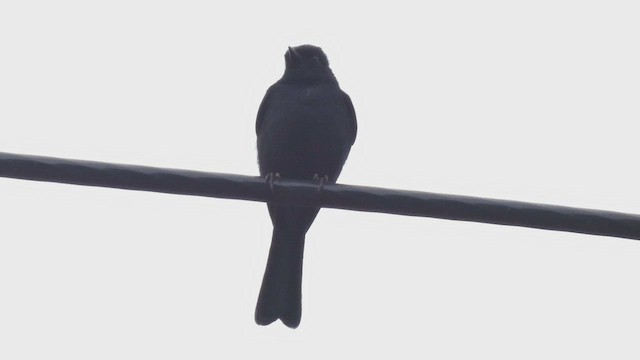 Güneyli Drongo Sinekkapanı - ML510863311