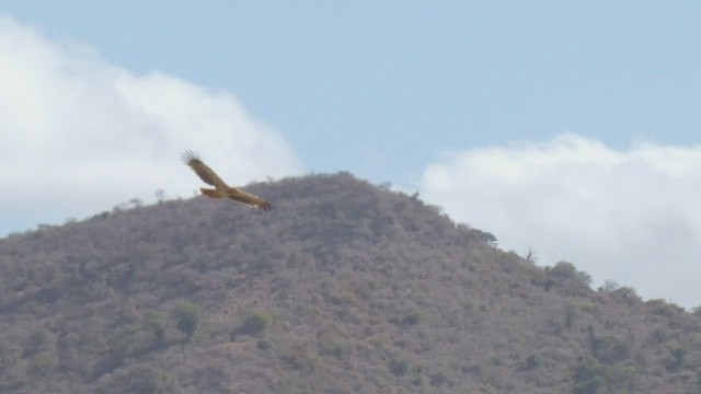 Tawny Eagle - ML510863331