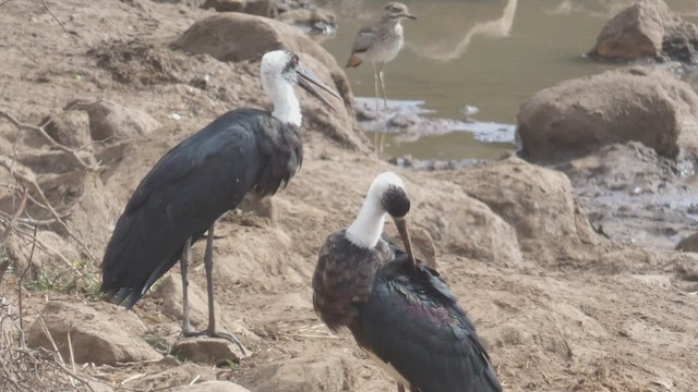 חסידה לבנת-גרון אפריקאית - ML510863411