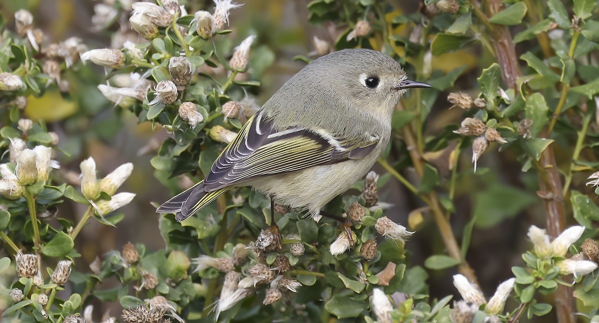 Ruby-crowned Kinglet - ML510864301