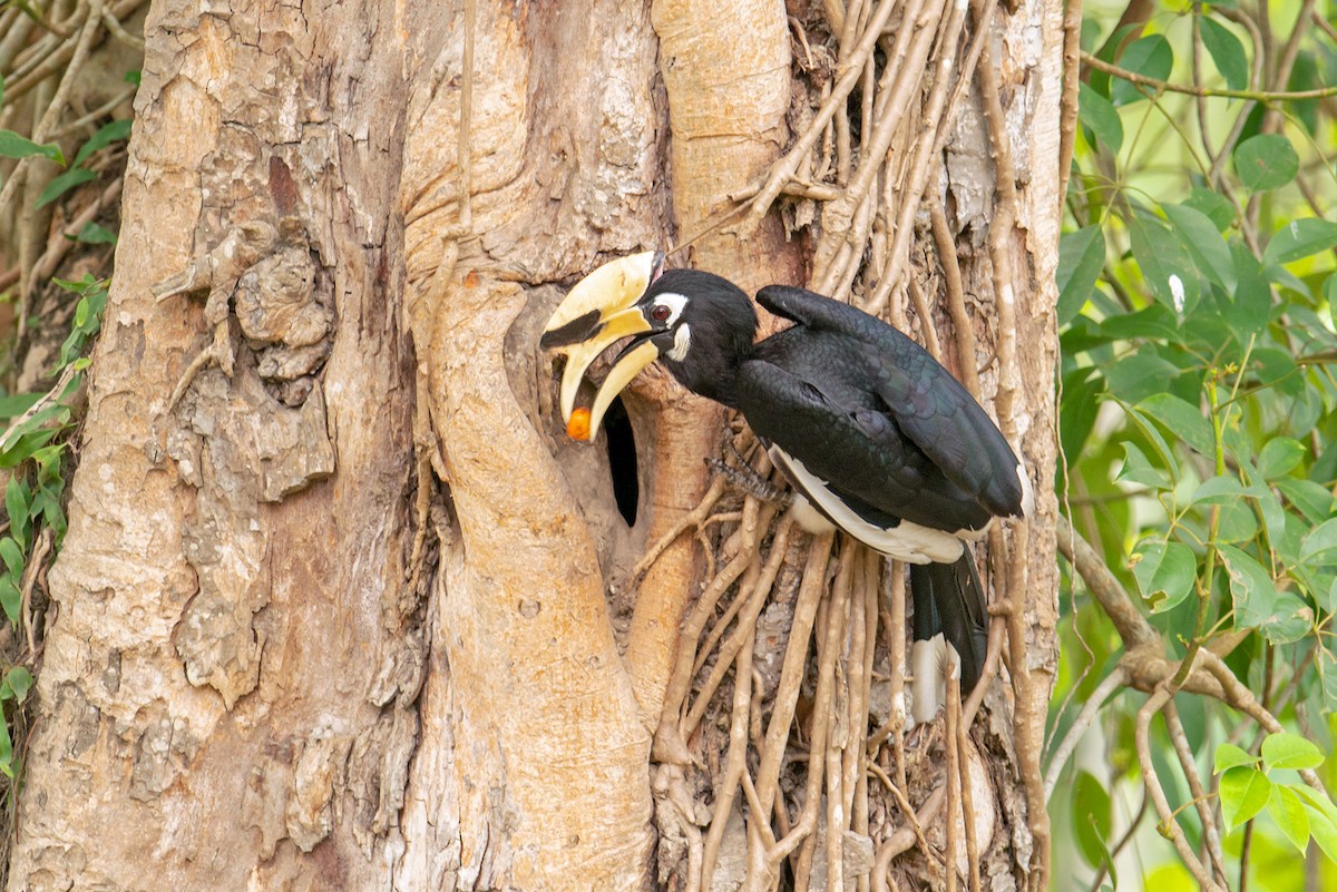 Oriental Pied-Hornbill - ML510865151