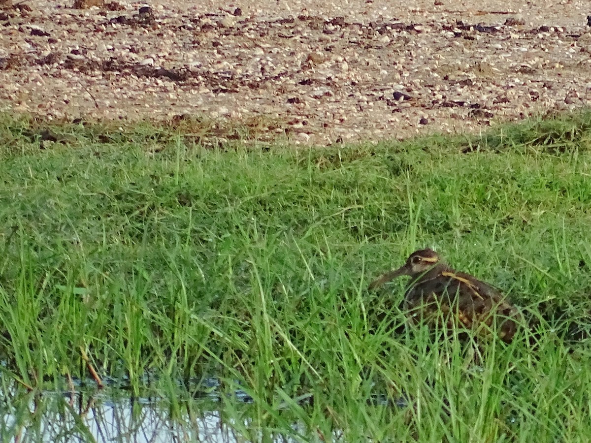 Greater Painted-Snipe - ML510868961