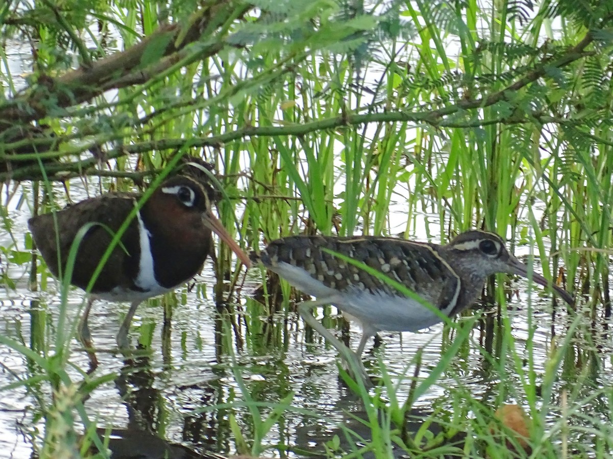 Greater Painted-Snipe - ML510868991