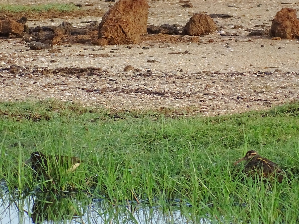 Greater Painted-Snipe - ML510869001