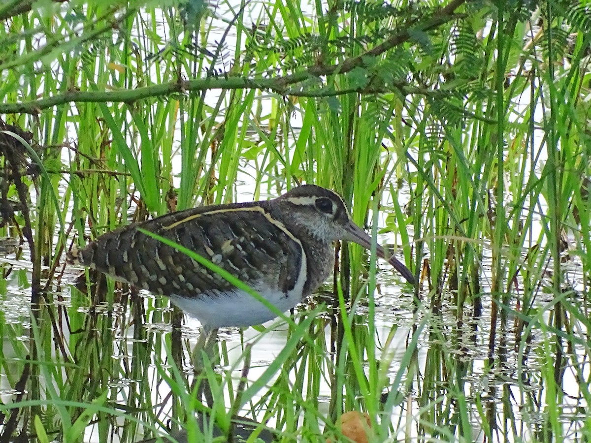 Greater Painted-Snipe - ML510869011