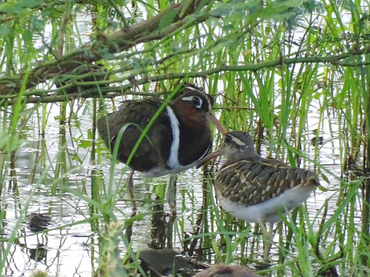 Greater Painted-Snipe - ML510869021