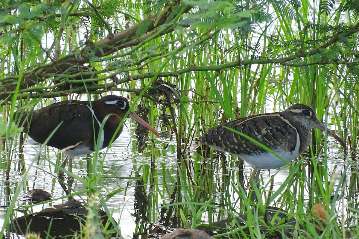 Greater Painted-Snipe - ML510869031