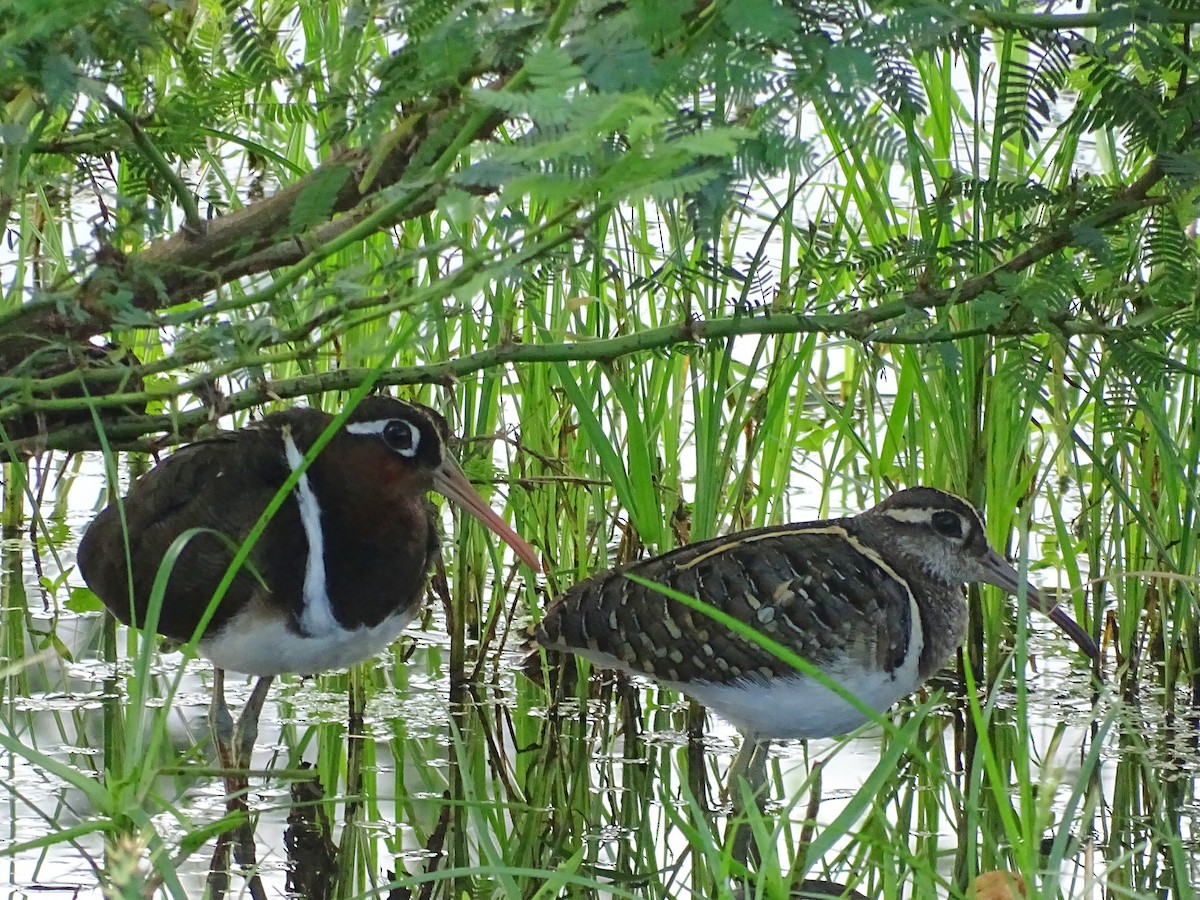 Greater Painted-Snipe - ML510869041