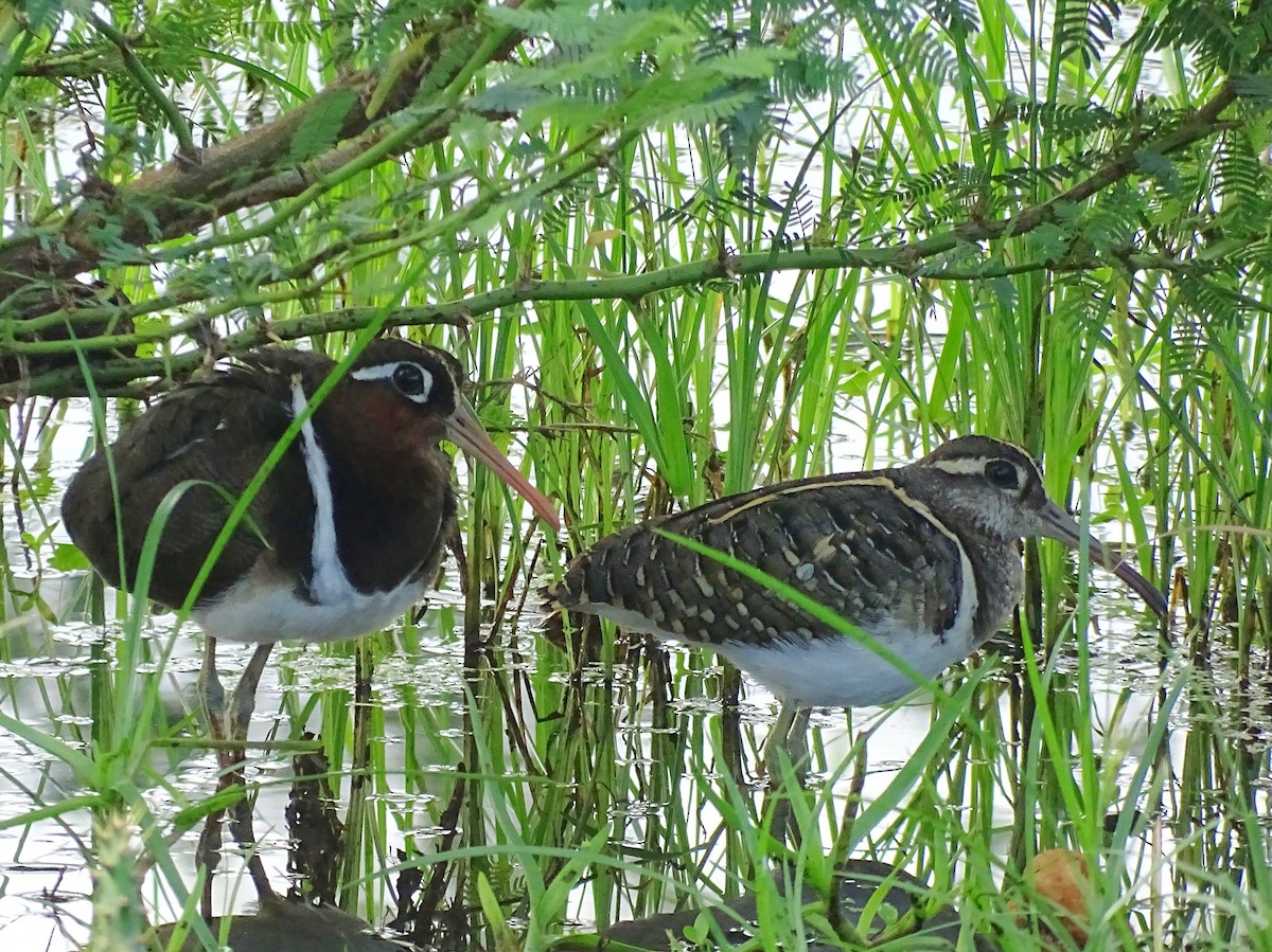 Greater Painted-Snipe - ML510869061