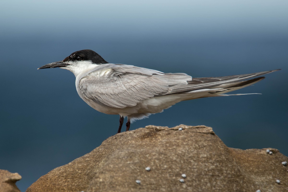 Common Tern - Felix Watson