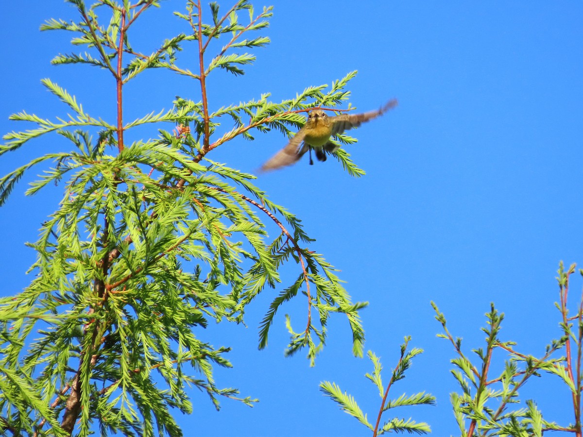 Yellow Thornbill - ML510870151