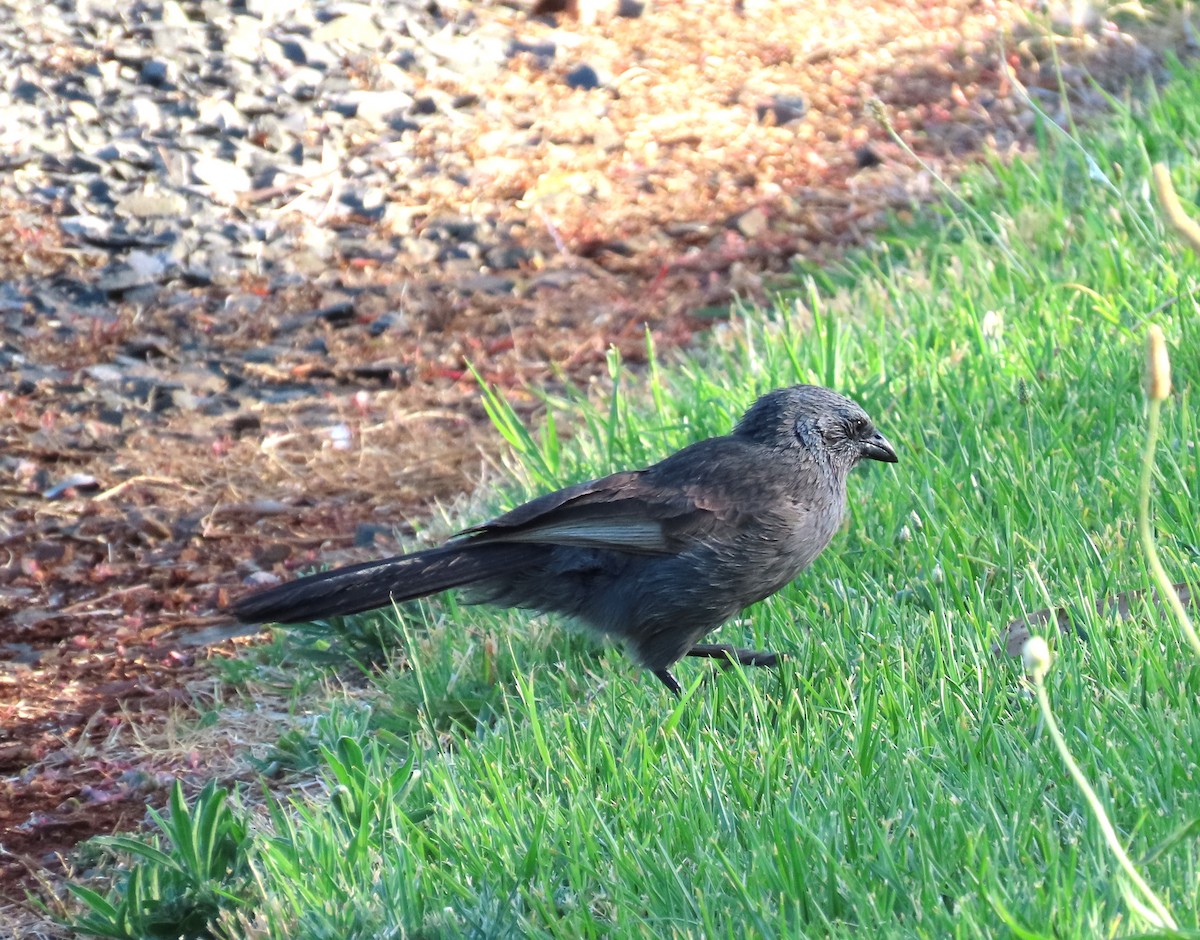 Apostlebird - ML510870321