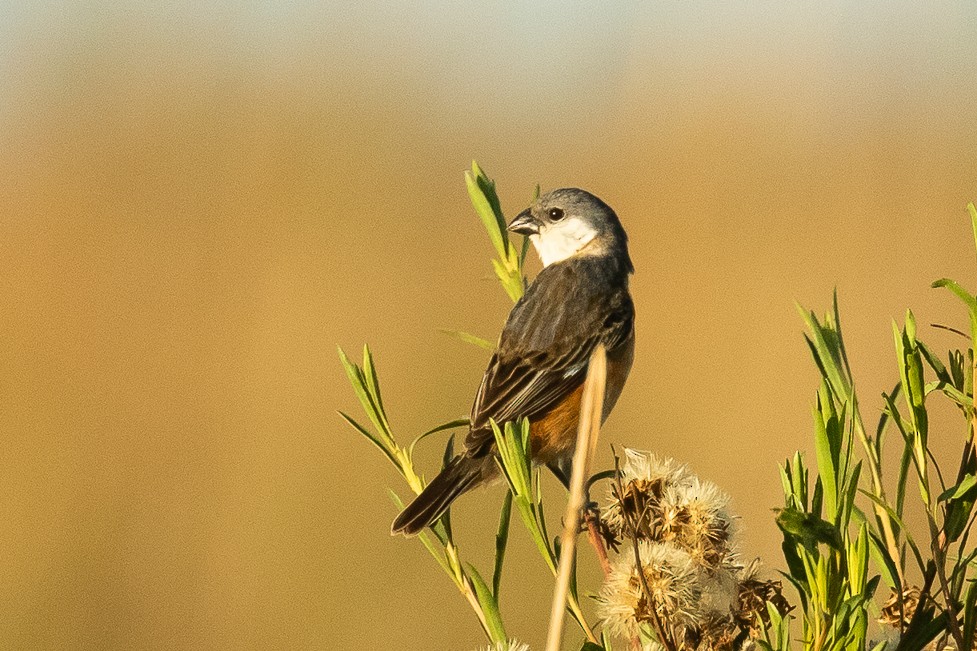 Marsh Seedeater - ML510874051