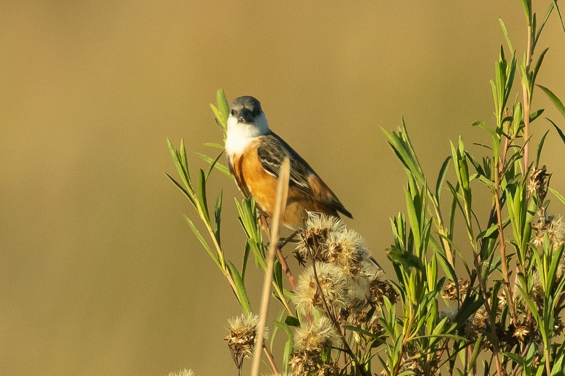 Marsh Seedeater - ML510874061