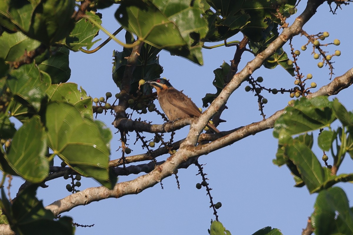 Dwarf Koel - ML510874151