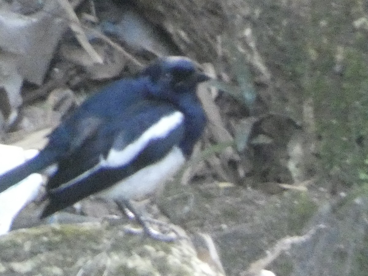 Philippine Magpie-Robin - ML510874421