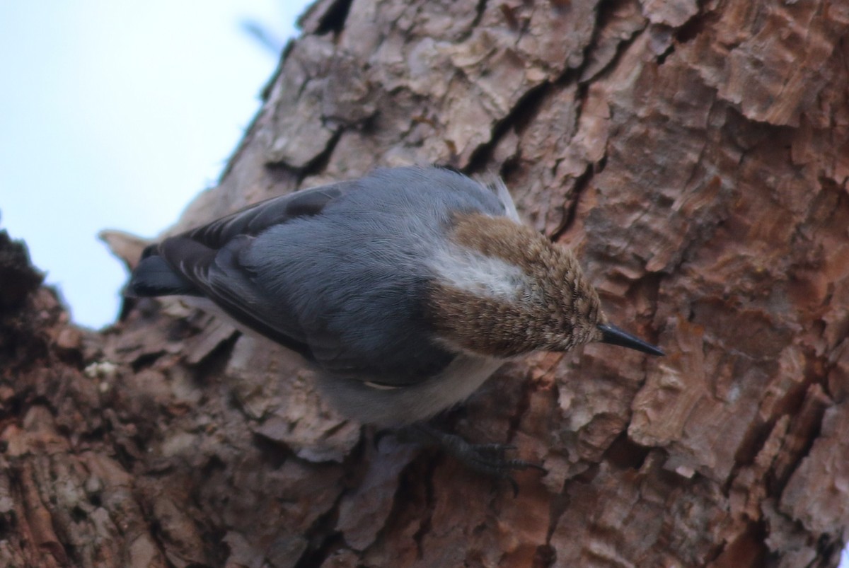 Brown-headed Nuthatch - ML51087481