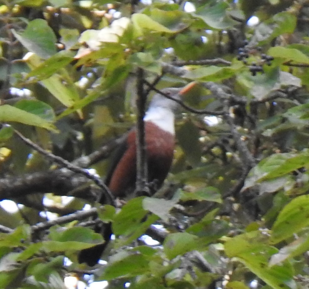 Chestnut Thrush - ML510877481