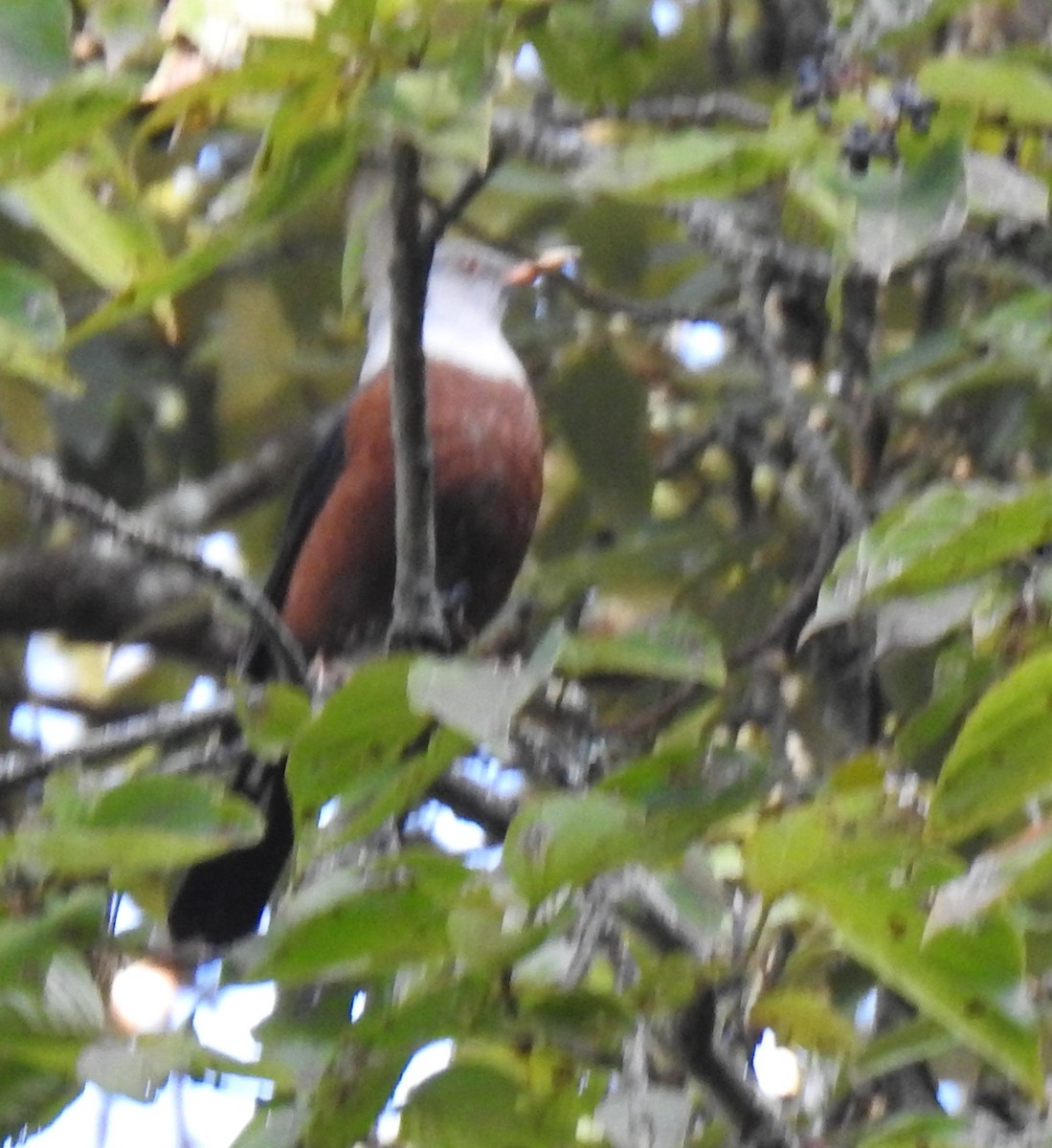 Chestnut Thrush - ML510877501