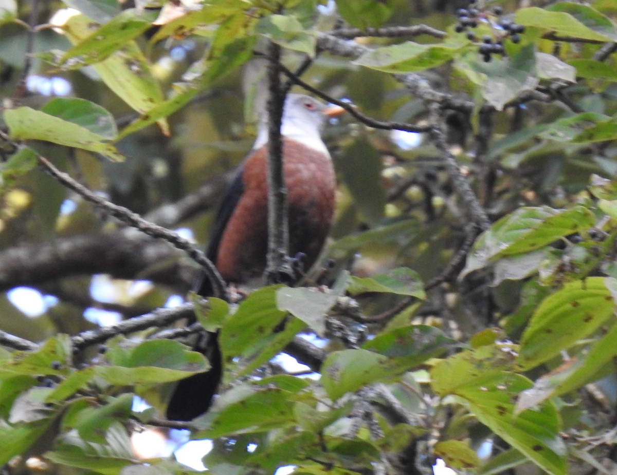 Chestnut Thrush - Dr Mita Gala