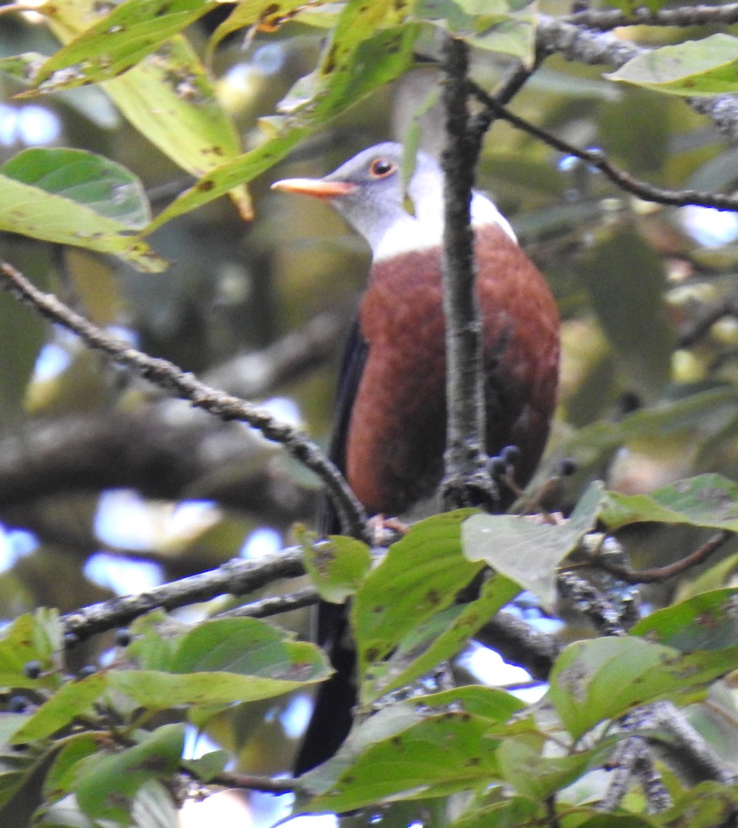 Chestnut Thrush - ML510877531