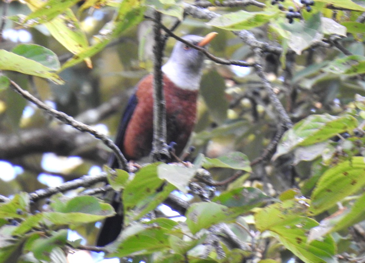 Chestnut Thrush - ML510877551