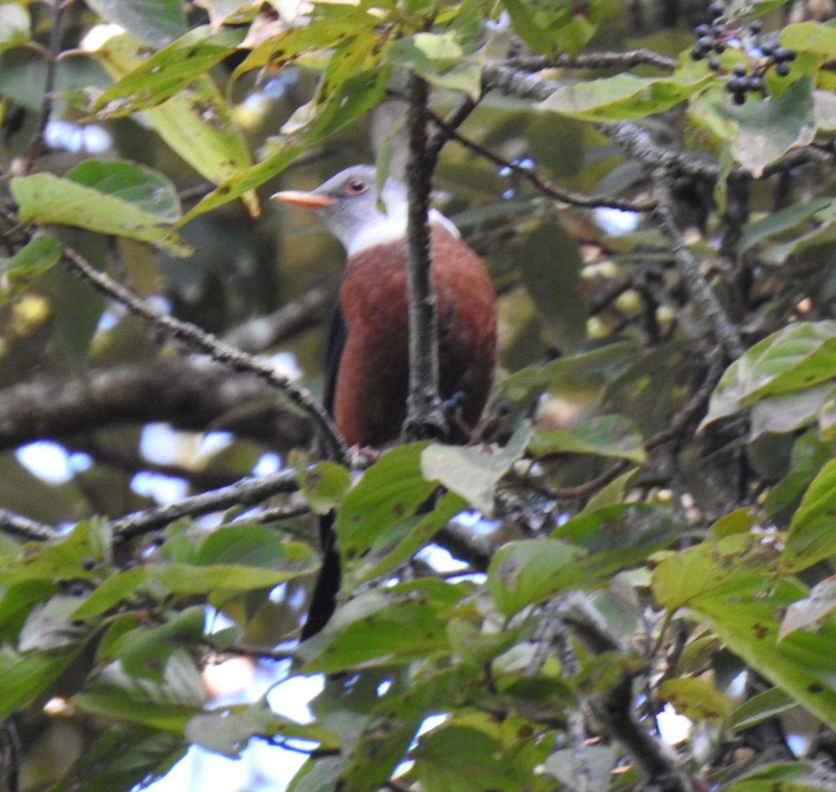 Chestnut Thrush - ML510877561