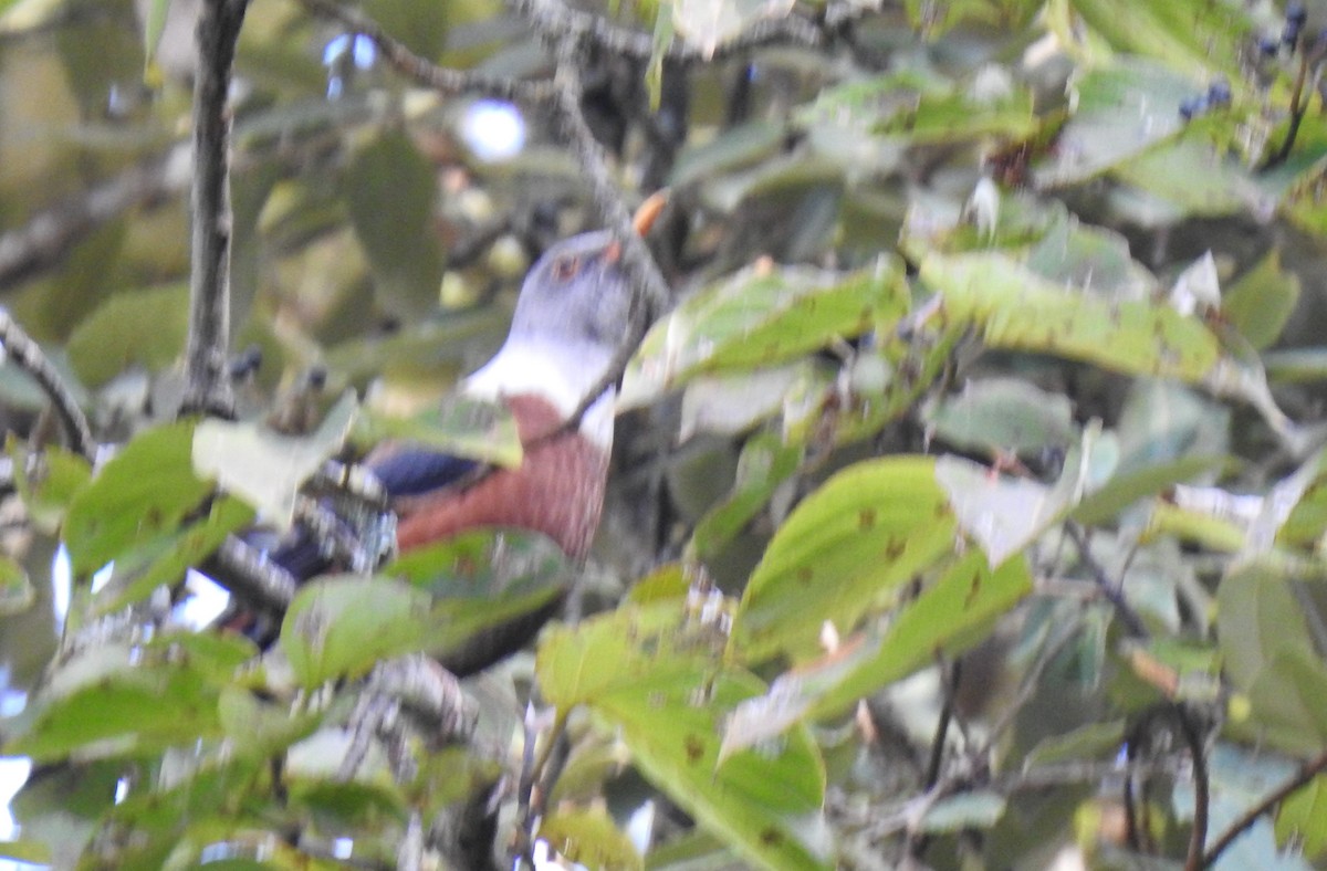 Chestnut Thrush - ML510877581