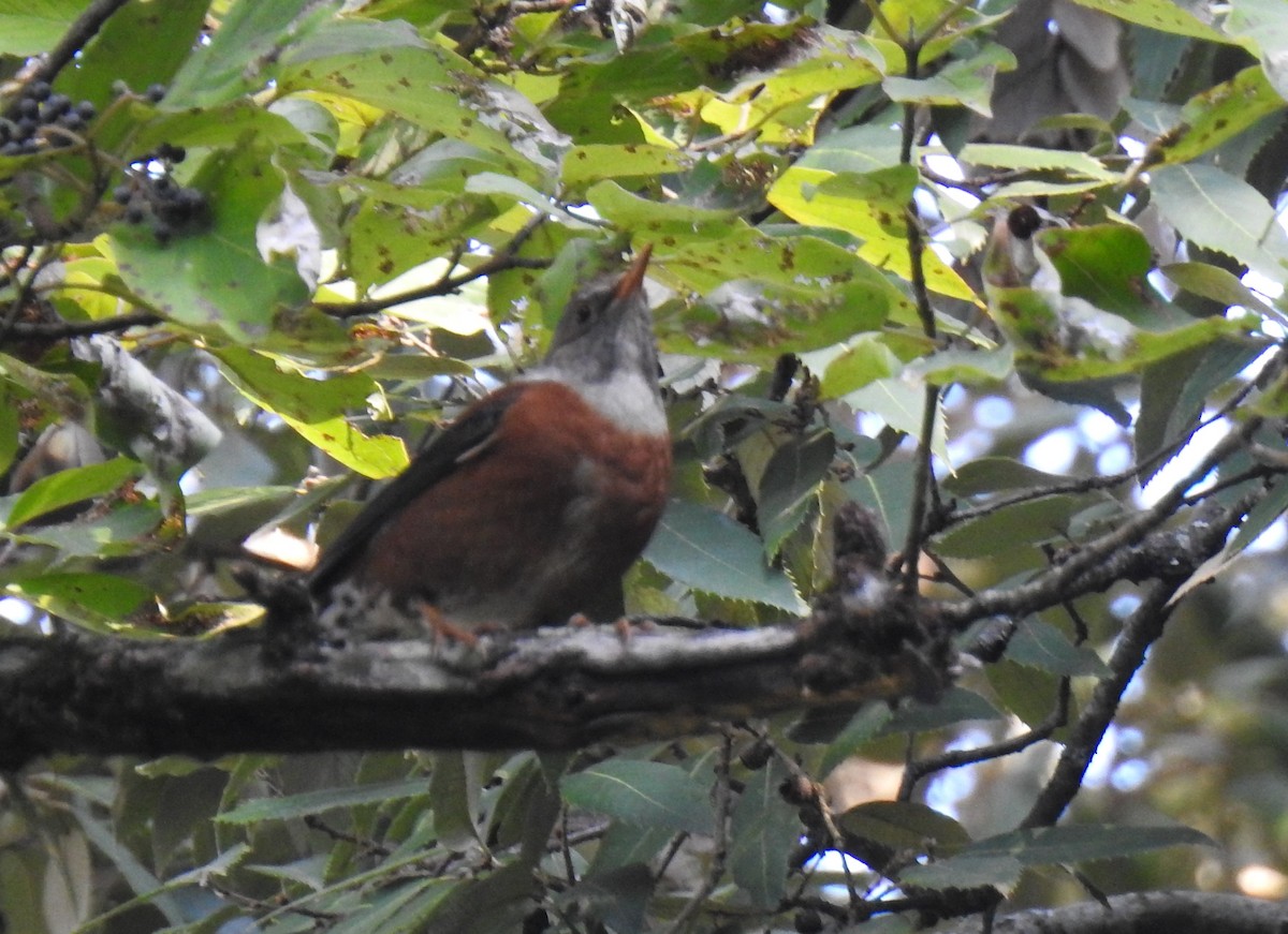 Chestnut Thrush - ML510877591