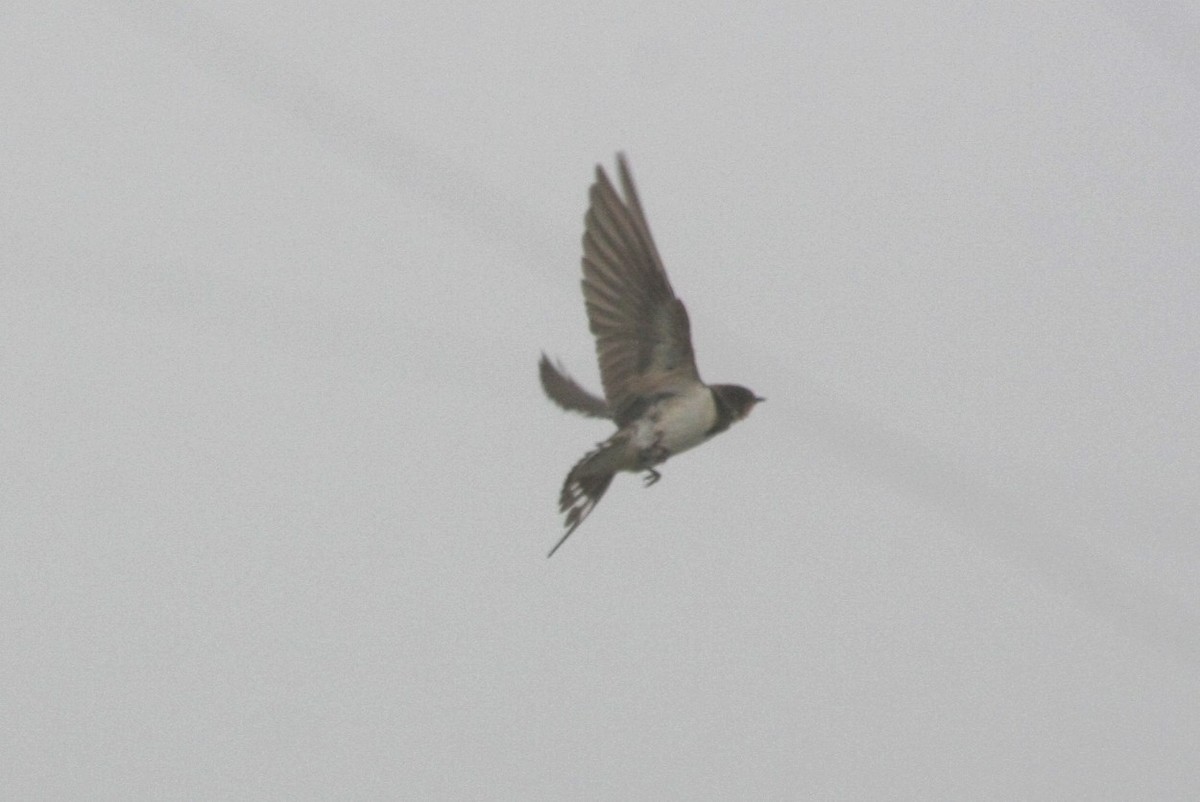 Barn Swallow - Alfredo Rocchi