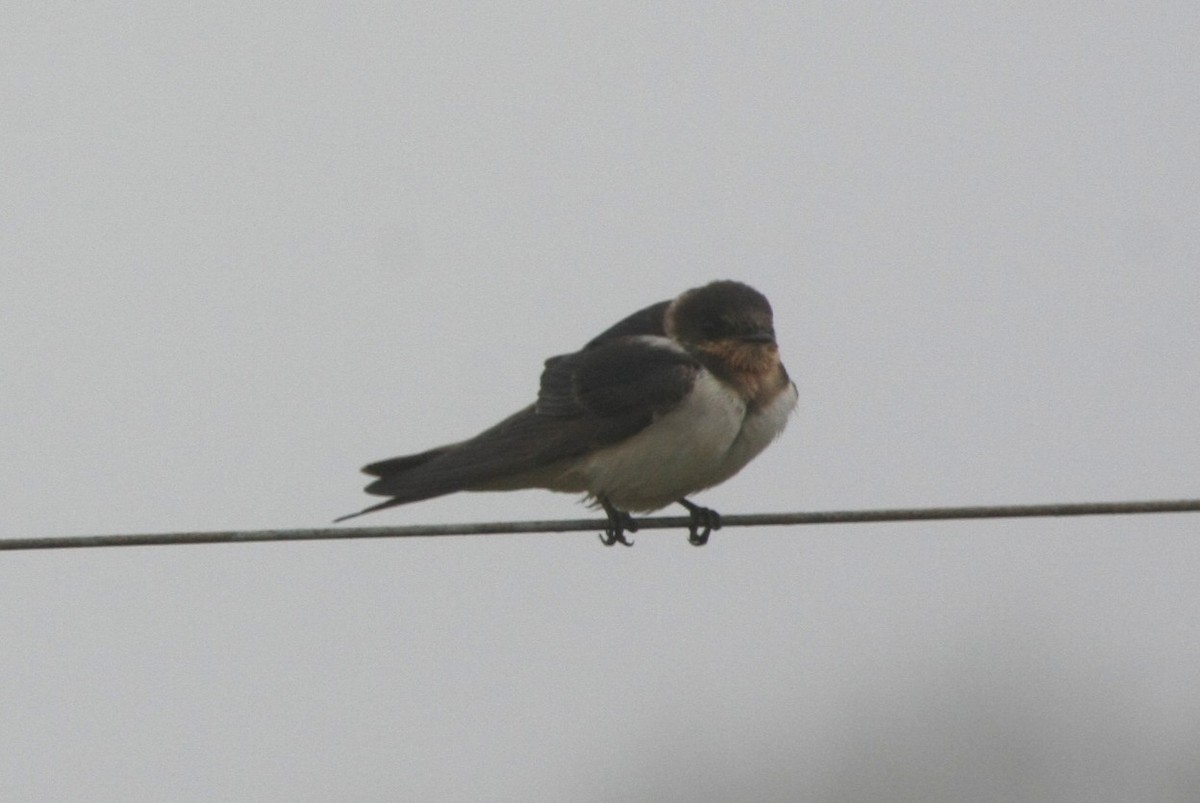 Barn Swallow - ML510878021