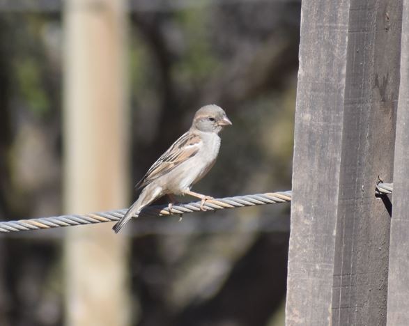 Moineau domestique - ML510878031