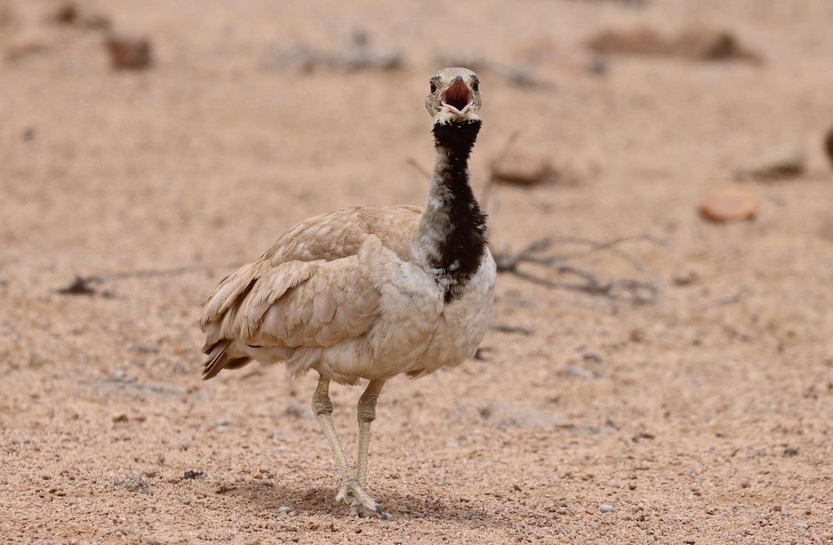Rüppell's Bustard - ML510879091