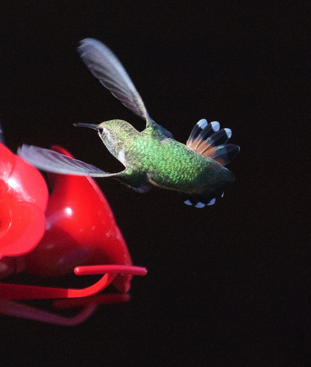 Rufous Hummingbird - Rob O'Donnell