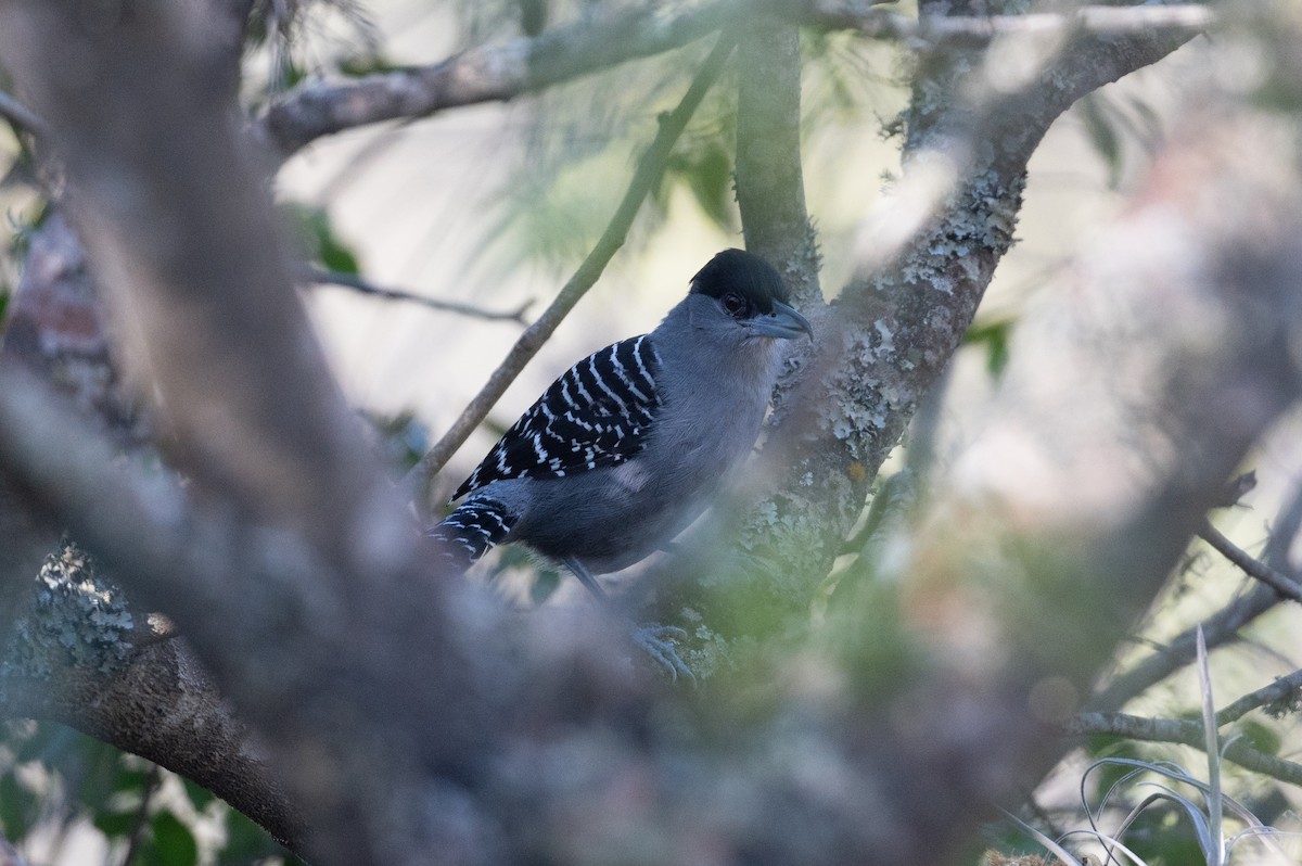 Giant Antshrike - ML510880961