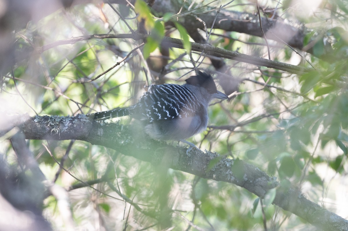 Giant Antshrike - ML510881041