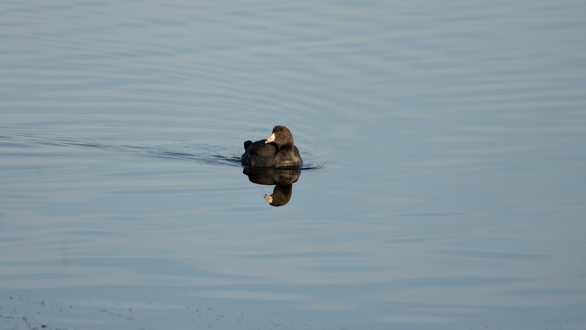 American Coot - ML510881061