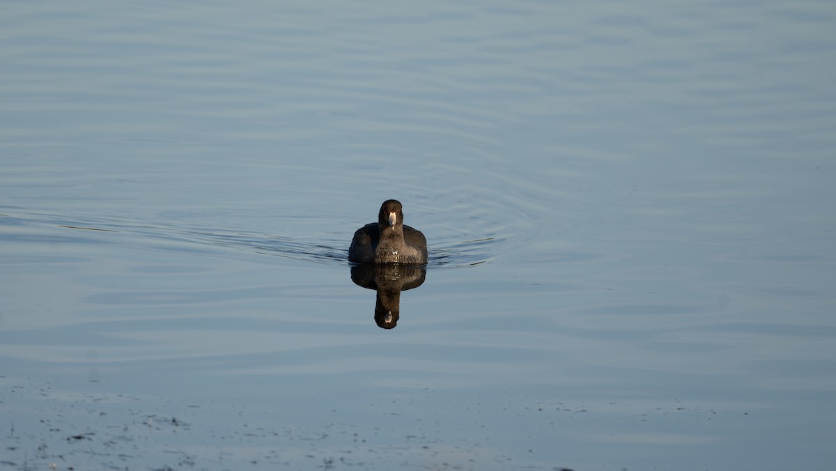 American Coot - ML510881071