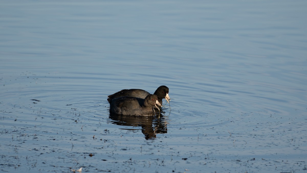 American Coot - ML510881081