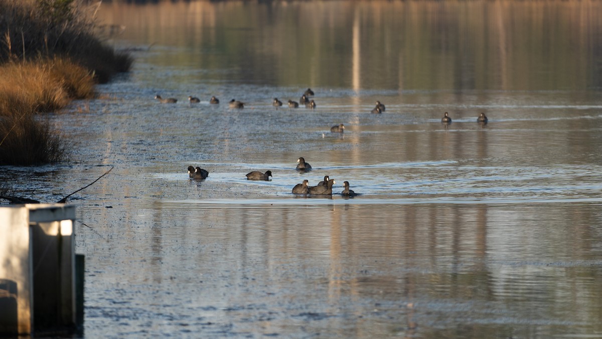 American Coot - ML510881091