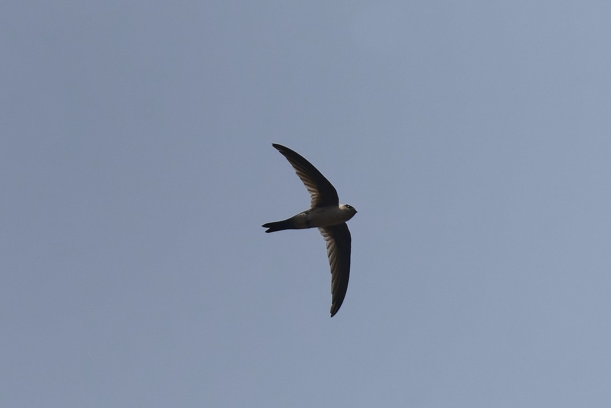 Andean Swift - ML510881141