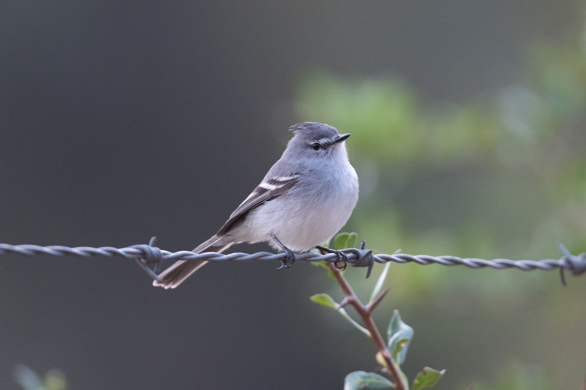 White-crested Tyrannulet (White-bellied) - ML510882911