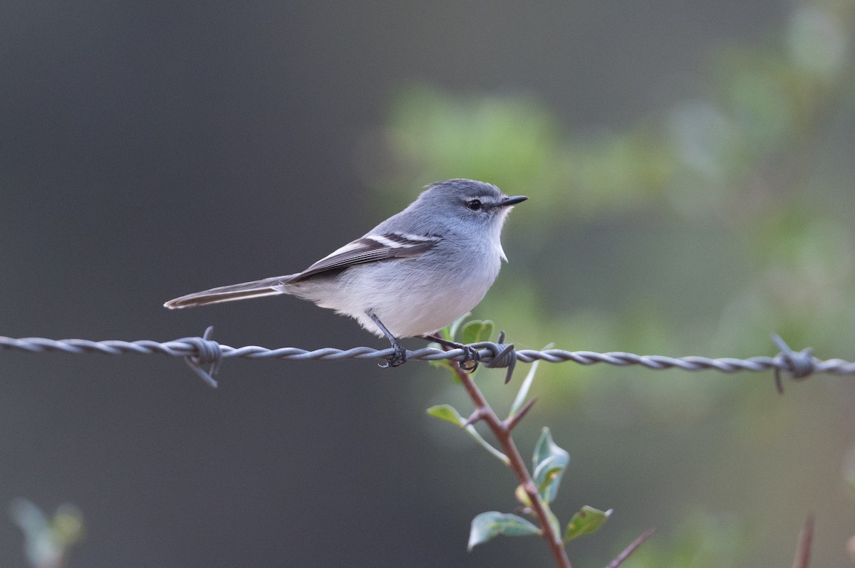 White-crested Tyrannulet (White-bellied) - ML510882921