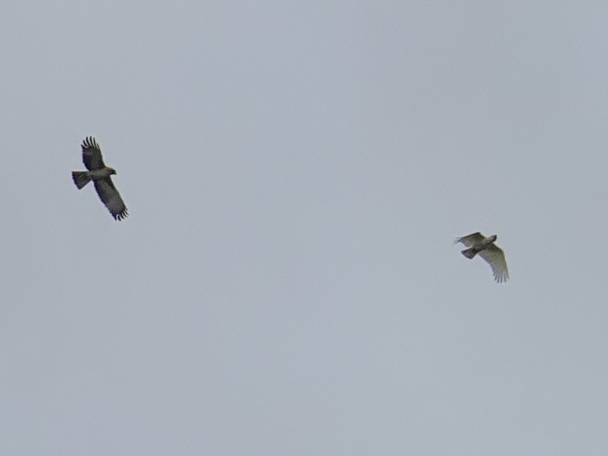 Sulphur-crested Cockatoo - ML510883191